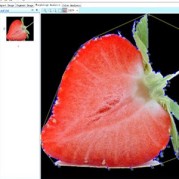 PMT-FruitAnalysis植物表型分析软件（果实版）